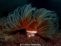 Protula tubularia
AWARD OF PATIENCE by Cumhur Gedikoglu 